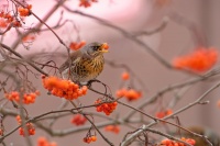 Drozd kvicala - Turdus pilaris - Fieldfare 9535